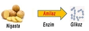 Amilaz Enzimi Türleri ve Özellikleri