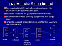 Enzim Özellikleri Nelerdir?