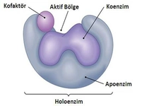 Enzim Yapısı ve Görevleri
