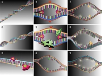 Nişastayı Şekere Çeviren Enzim