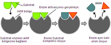 Enzim Substrat İlişkisi
