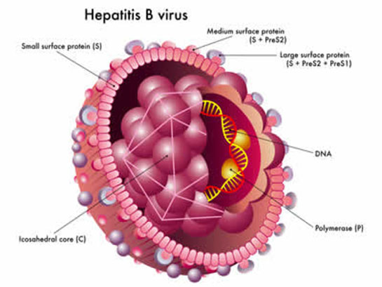 Hepatit B Karaciğer Enzimleri